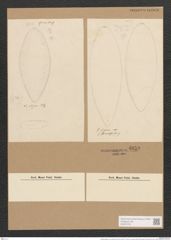 Surirella elegans var. norvegica (Eul.) Brun (de-Toni-Nr.: Genus 53, Species 2236) Zeichnungen Sammlung Grunow Nr. 4659 (NHMW-BOT-W0372724)